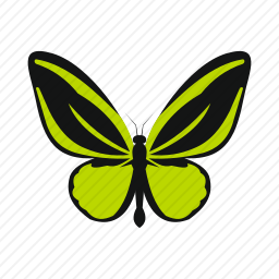 <em>蝴蝶</em>