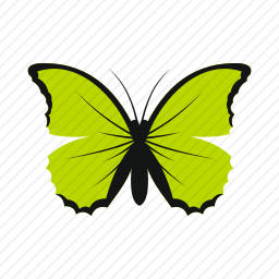 <em>蝴蝶</em>