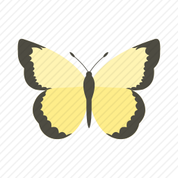 <em>蝴蝶</em>