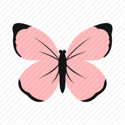 <em>蝴蝶</em>