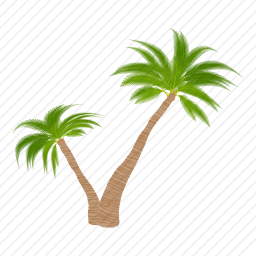 <em>棕榈树</em>