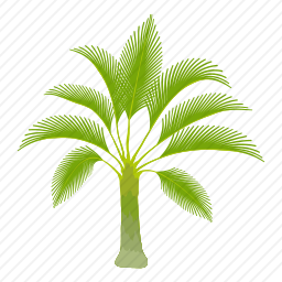 <em>棕榈树</em>
