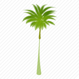 <em>棕榈树</em>