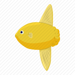黄色观赏鱼