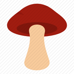 牛肝菌
