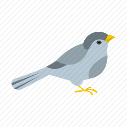 鸟