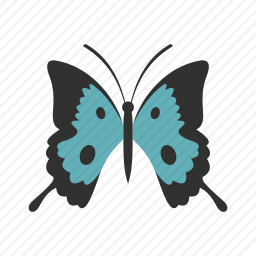 蝴蝶