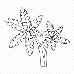 <em>棕榈树</em>椰子树