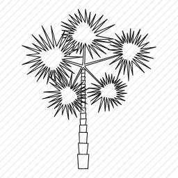 <em>棕榈树</em>