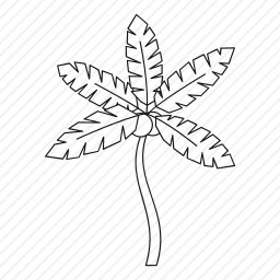 椰子树