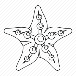 海星