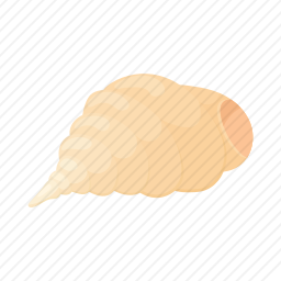 贝壳