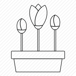 <em>郁金香</em>
