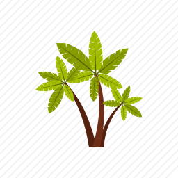 芭蕉树