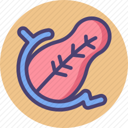 胰腺