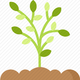 植物