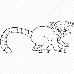 环尾狐猴