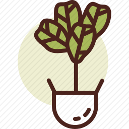 植物