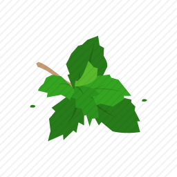 薄荷