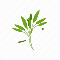鼠尾草
