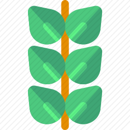 <em>小麦</em>