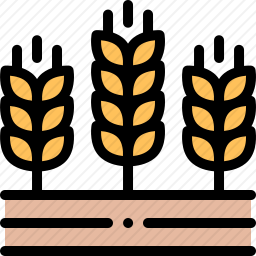 大麦