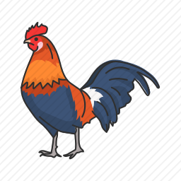 鸡