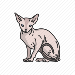 无毛猫