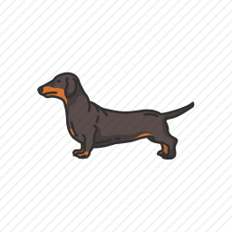 <em>腊肠犬</em>