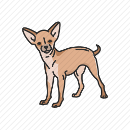 奇瓦瓦犬