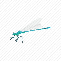 蜻蜓