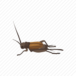 蚱蜢