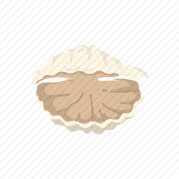 贝壳