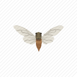 蝉