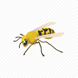 黄蜂