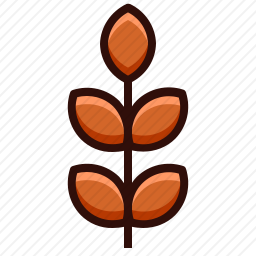 <em>小麦</em>