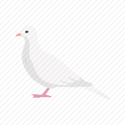 鸽子