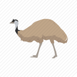 鸵鸟