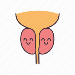 健康的前列腺