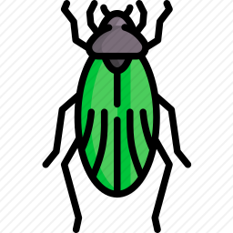 甲虫