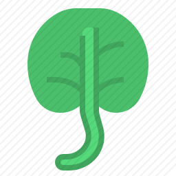 菠菜