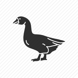 <em>鹅</em>