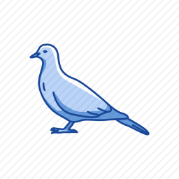<em>鸽子</em>