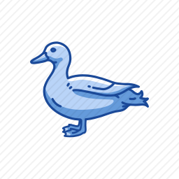 鸭子