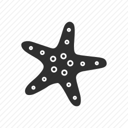 <em>海星</em>
