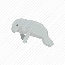 海豹