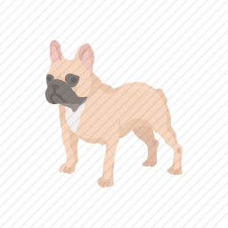 斗牛犬