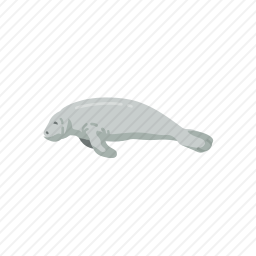 海豹