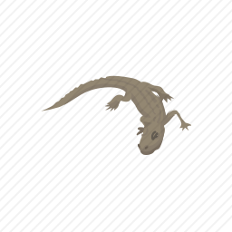 鳄鱼