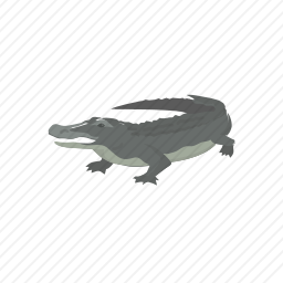 <em>鳄鱼</em>